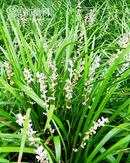开白花的兰花三七