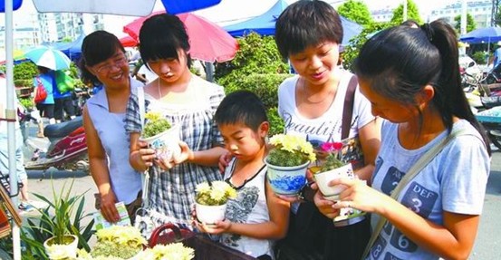 湖北：襄阳乔营花市仙人菊很受学生喜爱 