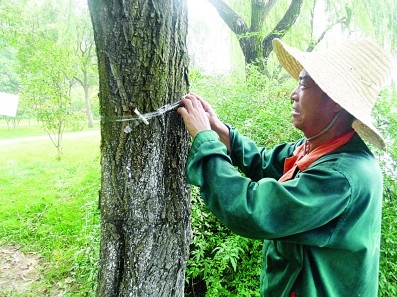 南京开林园林绿化公司组织人员在广场及公园等处投放管氏肿腿蜂
