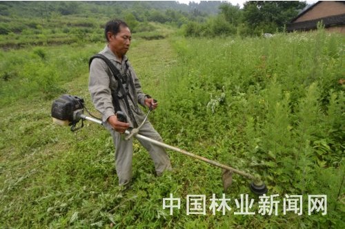 林农在张湾区桃子沟村楠树风景林用机械割草