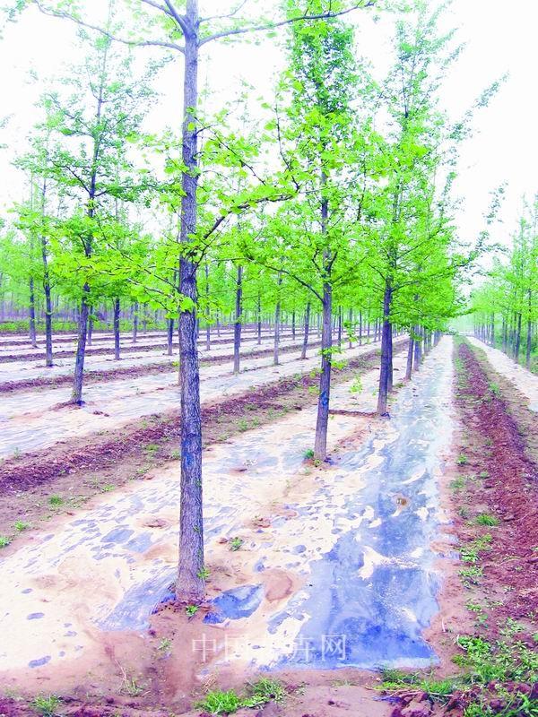 山东郯城：黑色地膜为银杏增效益（图）