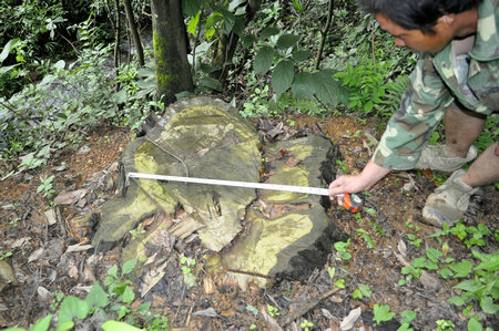 贵州镇远：古树名木遭破坏严重 希望有关部门加强保护