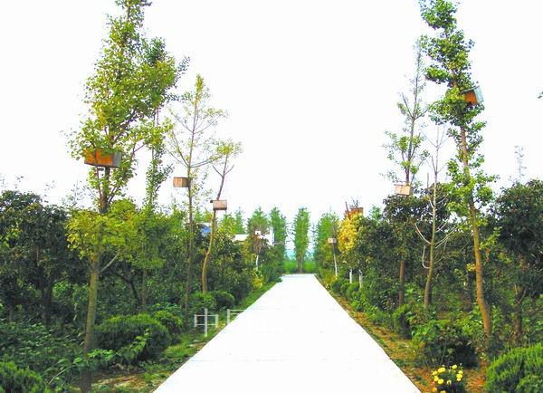 河南鄢陵县多家苗圃挂上人工巢箱招引鸟儿
