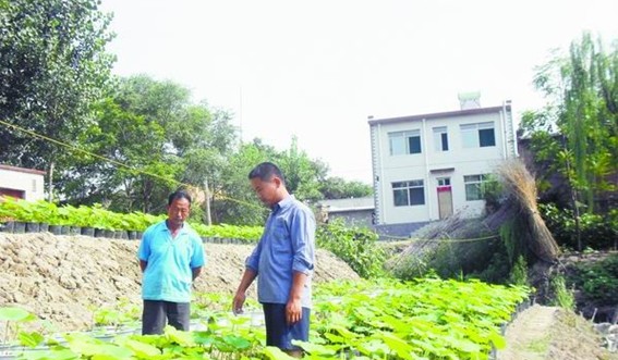 河北：安新县盆栽白洋淀野生红莲俏销