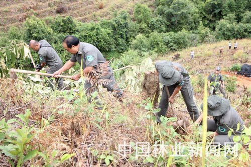 勐海县的植树现场