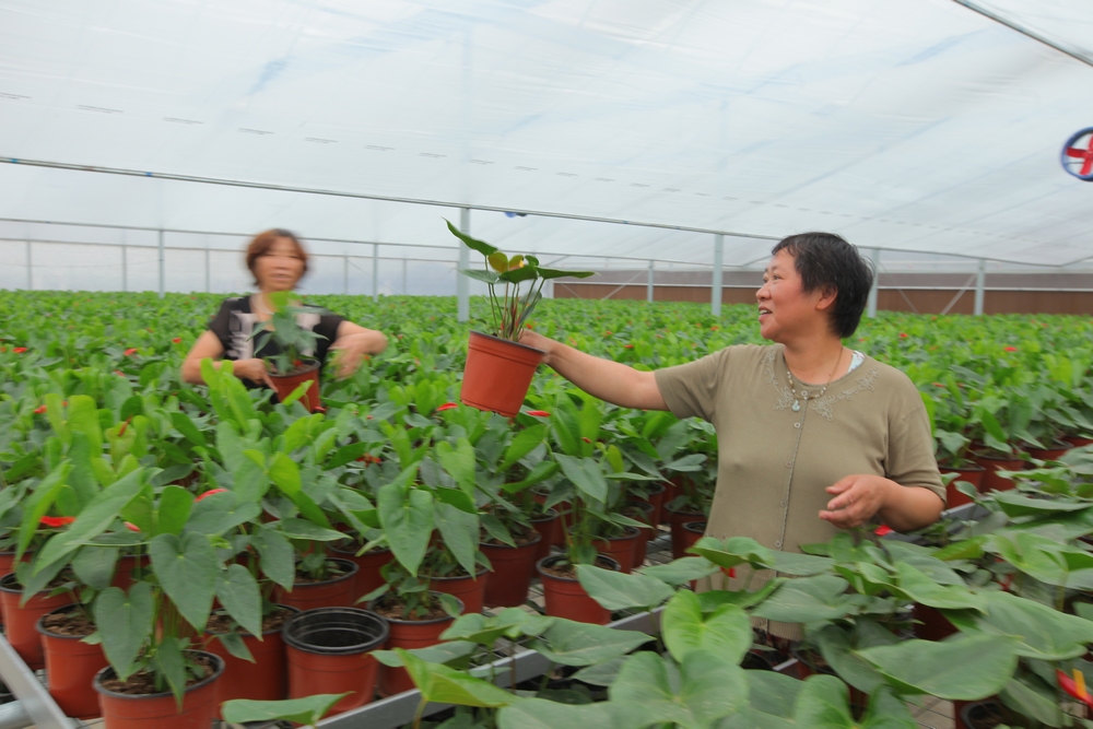 洛阳国豫花木种植园一期温室建成投用