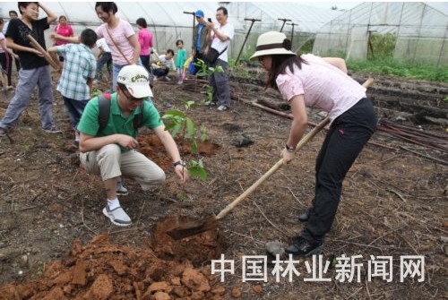 6月2日，国家开发银行广西分行组织干部职工及家属到金光农场植树