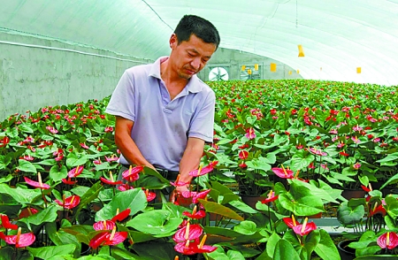 濮阳县鸿润花卉种植合作社种植花卉