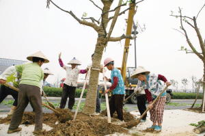 江苏：镇江新区2000多株大树被风连根拔起重新栽植 