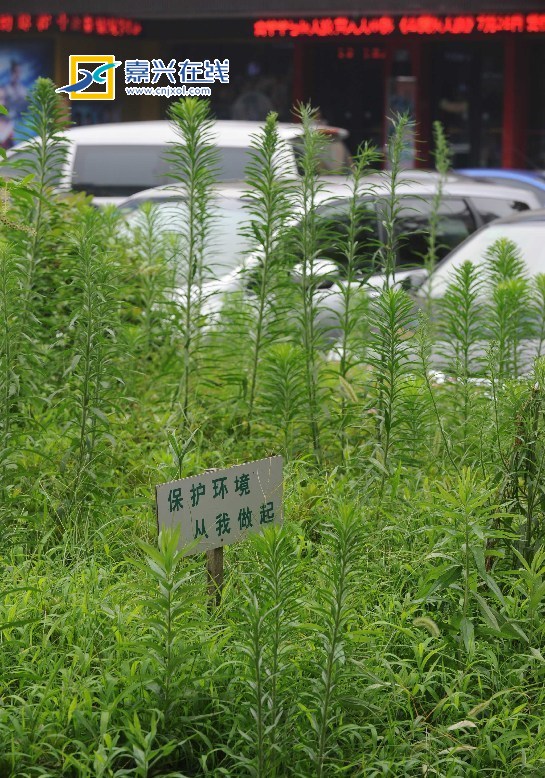 浙江：公益广告牌下杂草从生 成了不和谐的原生态绿化