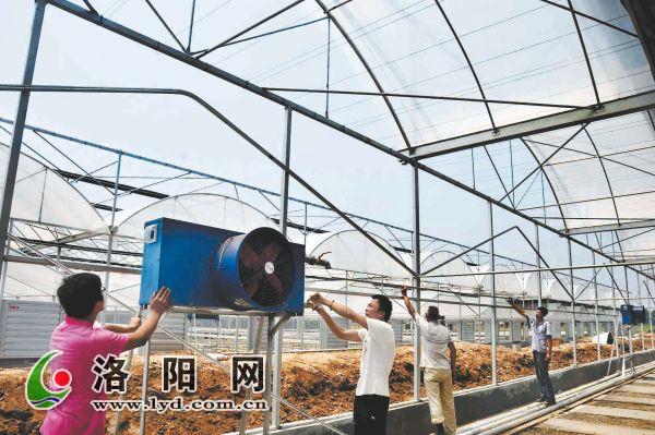 洛阳国豫农林公司“大花棚”年底落成