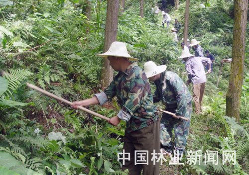 福建通过林改，推动林业合作经济组织蓬勃发