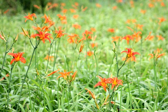 北京怀柔慧缘谷景区湿地野百合盛夏绽放