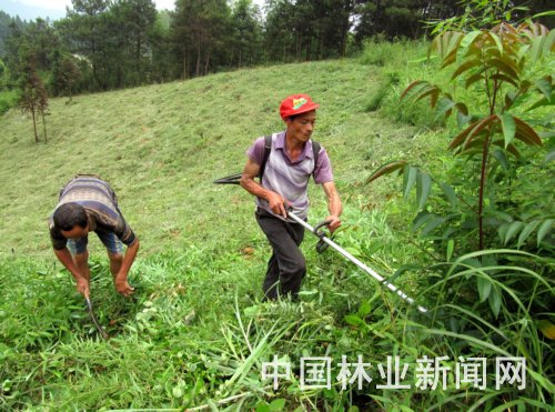 湖南：新宁县造林抚育正当时 人工抚育全面展开