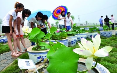 邯郸：全国各地上千种名贵荷花亮相广府甘露寺荷塘