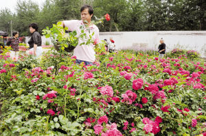 图为市民正在选购花卉。 