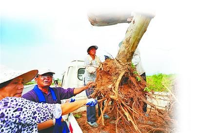 济南：2万平方米绿化植物“大挪移”