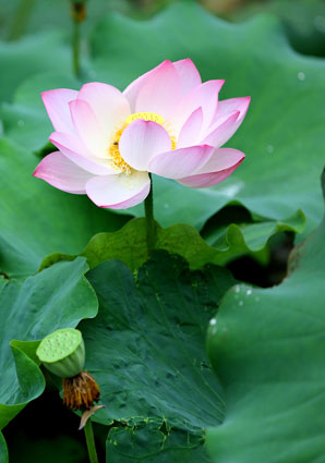 安徽：龙湖景区雨中荷花 水墨荷塘（组图）