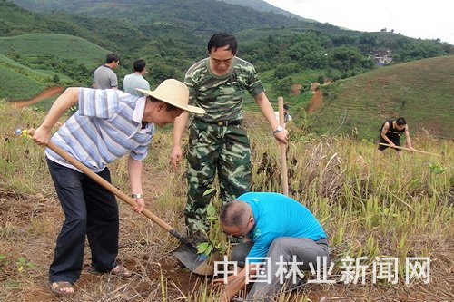 勐海县的植树现场