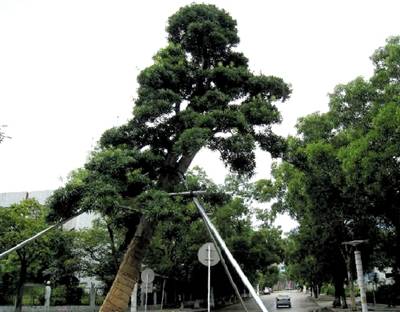 珠海耗资800万种植31棵罗汉松 GPS定位防偷盗