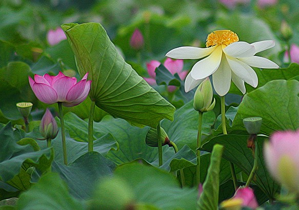 全国各地绽放的荷花像盛夏的天气一样火热