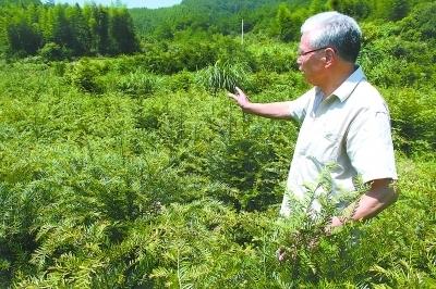 余能健的红豆杉盆景苗木生长茂盛