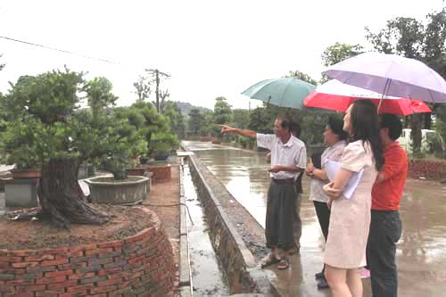 文苑盆景场的当家人朱光祖热心的向到访者介绍他精心培育的各种珍贵盆景苗木