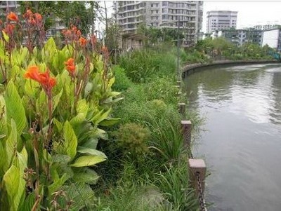 上海市园科所推动上海市"河道生态护岸"建设