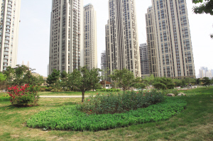 天津南市新增万余平米公共绿地休闲空间