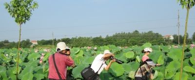 湖北：新洲李集可赏武汉最美荷花（图）