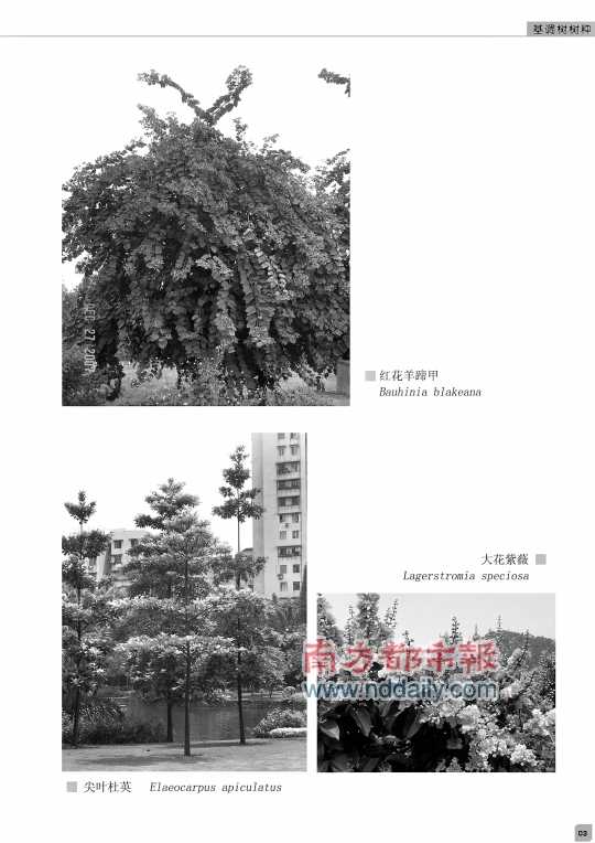 绿化定10种基调树
