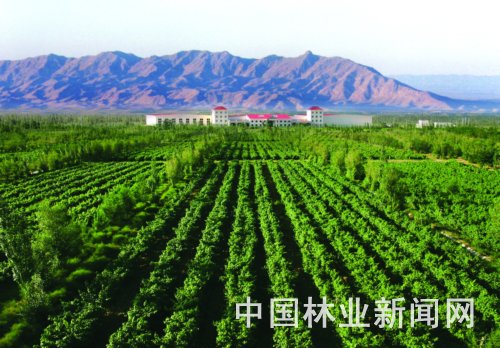 贺兰山东麓