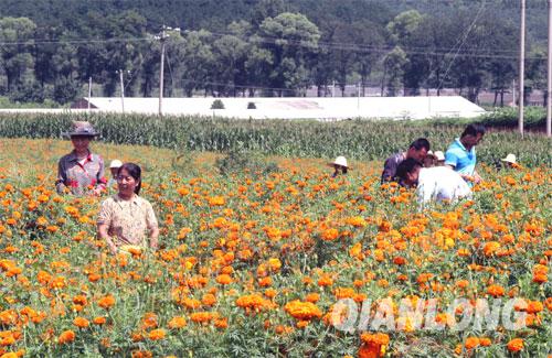 花海里忙碌的花农