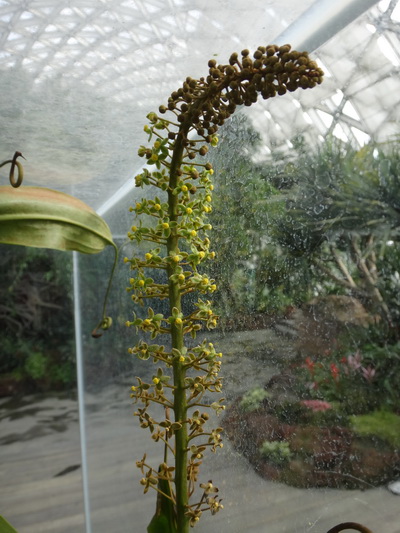 上海:辰山珍奇植物馆红颈猪笼草奇异花开