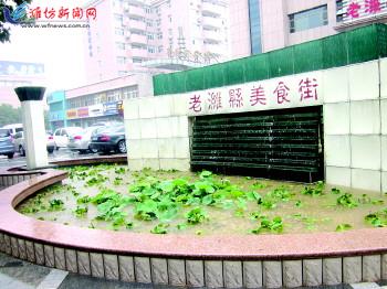 水池中种植了荷花和睡莲
