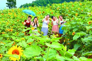 重庆：大樟山鲜花种植引来游客