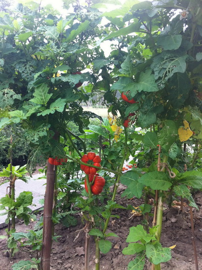 上海辰山植物园：蔬菜园中忙秋播