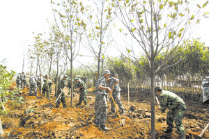 呈贡民兵突击队参与绿化植树