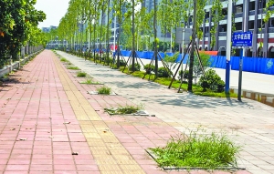 原本人行道上种树的地方如今已经长出了荒草