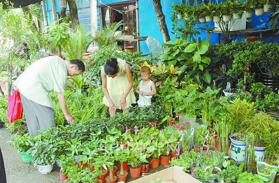 河南郑州：大型花市生意清 社区小花市生意却不错