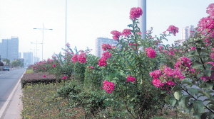 紫薇花成芙蓉南路亮丽风景线