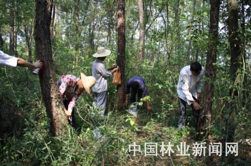 工人正在施放花绒寄甲成虫和卵块