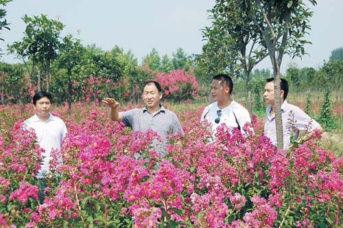 张凤杨(左二)向客户介绍花卉品种时的情景