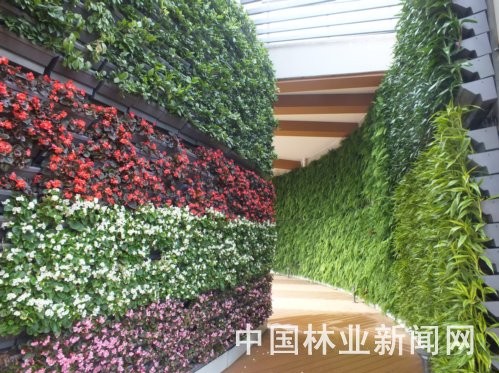 昆明建成具有国际水准大型绿植花墙