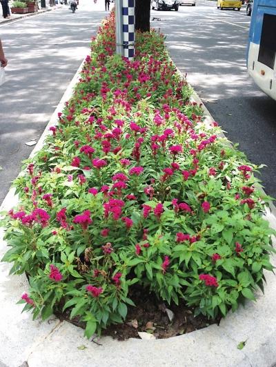 福州街头木制花箱用了3个月咋又改花岗岩