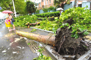 南京户部街一棵行道树被大风连根拔起