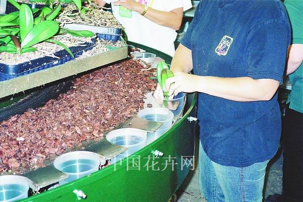 图为机械化配合人力进行蝴蝶兰换盆操作。