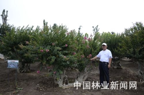 邵林和他的紫薇