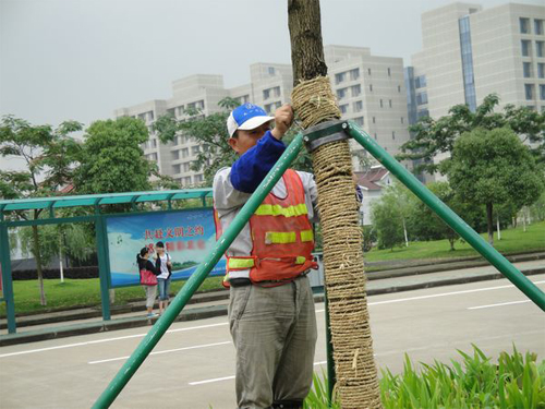 宁波城管园林养护人加固树木