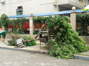 受台风“启德”影响，南宁市江南区淡村路二医院侧门的人行道上，有3棵树被狂风连带水泥墩连根拔起。
